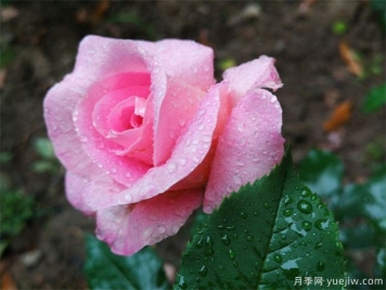 室內(nèi)種植月季花應(yīng)注意什么？