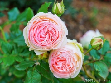 栽植月季苗 如何把根系培養(yǎng)好？
