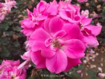 月季網(wǎng)：十大熱門豐花月季品種推薦