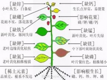 月季植物缺素有哪些現(xiàn)象