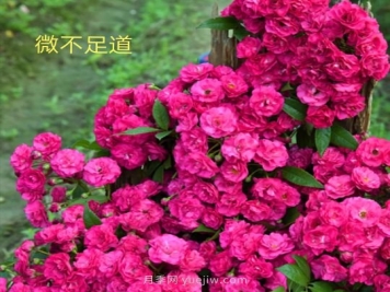 微不足道月季的優(yōu)缺點(diǎn)是什么？