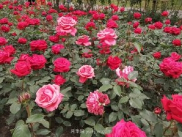 短文學：描寫月季花的優(yōu)美句子
