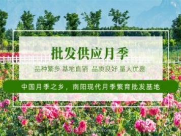 未來(lái)十年最值得投資的月季苗木，具備這4大特點(diǎn)