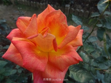 篝火月季的優(yōu)缺點(diǎn)是什么？