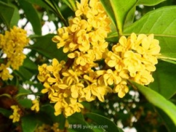 桂花樹(shù)不能隨便挪，移栽時(shí)間和如何養(yǎng)護(hù)