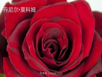 丹尼爾莫科姆月季的優(yōu)缺點是什么？