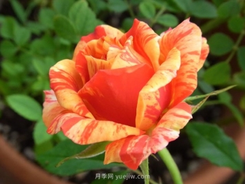 戲法柯德娜月季的優(yōu)缺點(diǎn)是什么？
