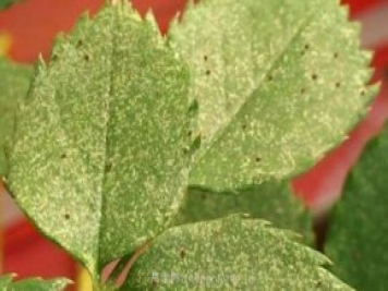 夏季高溫紅蜘蛛危害達到高峰，怎樣有效進行防治？