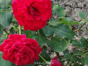 香魔84月季的優(yōu)缺點(diǎn)是什么？