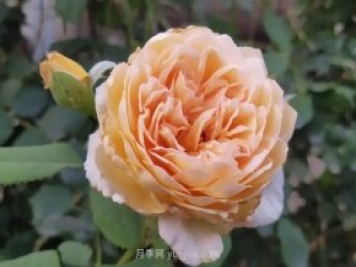 月季度夏，如何澆水施肥和防止病蟲害