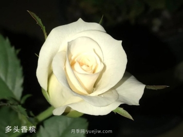 多頭香檳月季的優(yōu)缺點(diǎn)是什么？