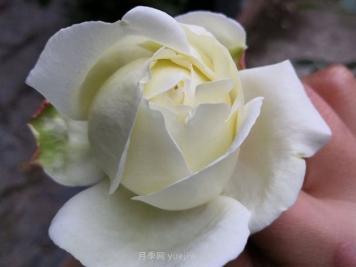 伊芙白法師伯爵月季的優(yōu)缺點是什么？