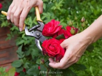 月季花后應(yīng)該如何修剪？正確修剪方法
