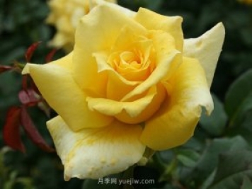 養(yǎng)花的十大好處，愛花的你一定要看！