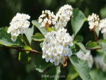 北方常見的16種護(hù)坡植物