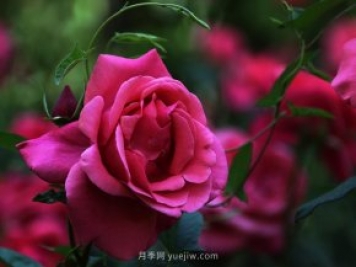 八月份園林養(yǎng)護(hù)技術(shù)要點