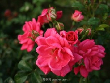 花卉苗木的四季養(yǎng)護要點
