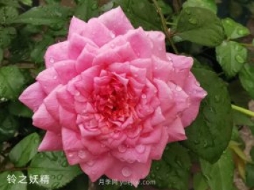 推薦5個(gè)漂亮月季品種適合秋天養(yǎng)，耐熱耐寒性都優(yōu)秀