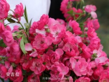 月季等10個常見花卉的科普百科