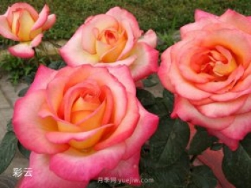 愛不起來的4種花卉，包含月季，缺點多于優(yōu)點