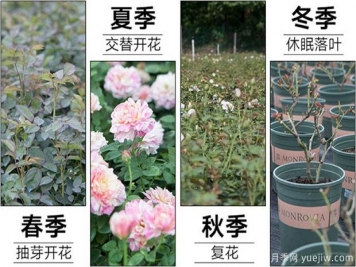 日本瑪麗玫瑰的養(yǎng)護心得