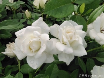 月季花品種分類（按顏色分）