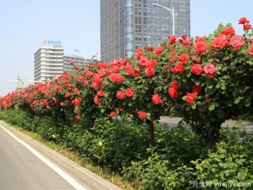 養(yǎng)花屆的新寵兒樹(shù)狀月季，月季樹(shù)好不好養(yǎng)呢？