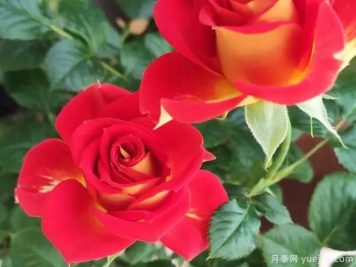 盆栽月季新寵-雙魚座陽臺，美若玫瑰四季都開花