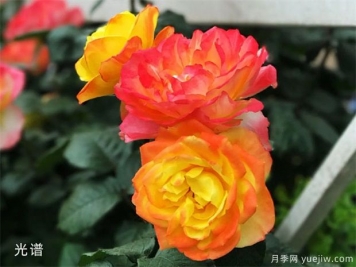 天氣轉(zhuǎn)涼，盆花入室也有講究
