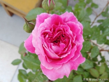 推薦8個(gè)高顏值月季品種，皮實(shí)抗性強(qiáng)的開花機(jī)器