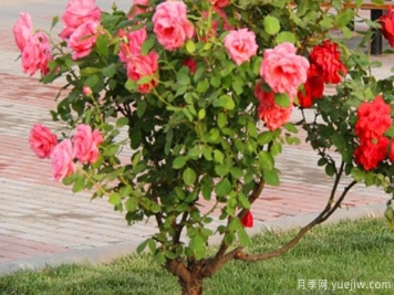 月季樹(shù)苗大概多少錢(qián)一棵？南陽(yáng)產(chǎn)地價(jià)格美麗