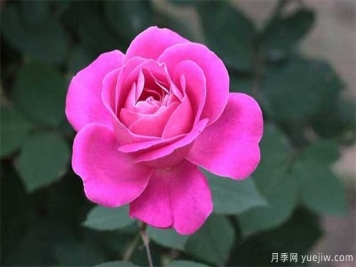 情人節(jié)為什么送玫瑰花？朵數(shù)的寓意