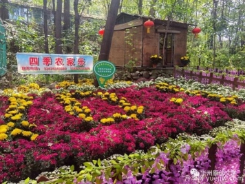 渭南華州南山下數(shù)萬盆菊花爭奇斗艷，國慶節(jié)美不勝收