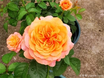 月季花上盆、翻盆與換盆方法