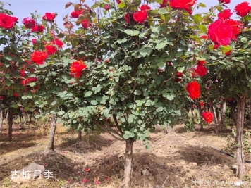 把花養(yǎng)成“月季樹(shù)”的訣竅教學(xué)?。?！
