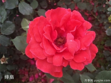 大花月季中的經(jīng)典種類(lèi)你都知道幾個(gè)？