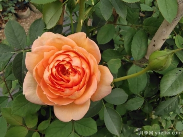 歐月濃香藤本月季，夏洛特夫人月季批發(fā)