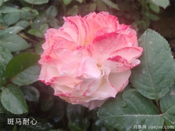 養(yǎng)盆栽月季的幾點修剪技巧，這三點來看看吧