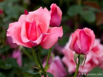 一般盆栽月季花卉什么時(shí)間修剪好？