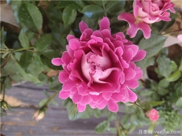 秋季月季花卉主要發(fā)生的病蟲害