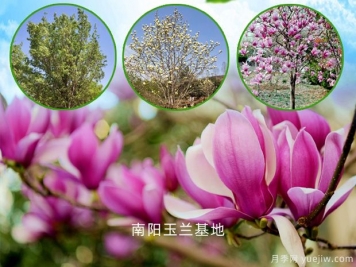 紅色的玉蘭花的花語是什么？