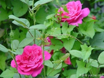 藤本月季和藤本薔薇哪個(gè)比較好養(yǎng)？薔薇養(yǎng)殖與注意事項(xiàng)