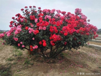 哪些樹表達相思？有玫瑰樹