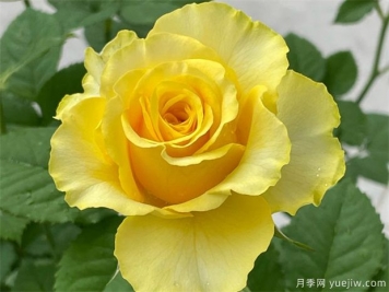 黃色花卉的寓意