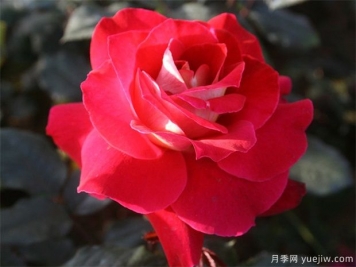 女朋友從外地回來送哪些花