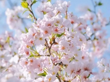 幾種讓花園充滿浪漫色彩的粉色花卉，滿足少女心