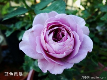 推薦5種藍(lán)色月季，網(wǎng)紅品種并且花量大花期長