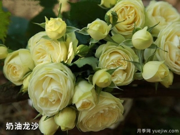 奶油龍沙微型月季應(yīng)該如何修剪？
