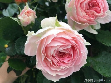 推薦7個歐月月季美麗漂亮，不怕雨淋不怕熱