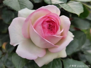 秋天月季養(yǎng)護(hù)小知識(shí)，秋季修剪和澆水與病蟲害防治